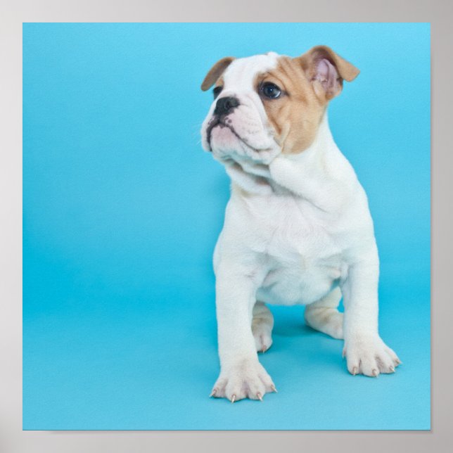Niedlicher Bulldog Welpe Poster (Vorne)