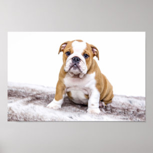 Niedlicher Bulldog Welpe Poster