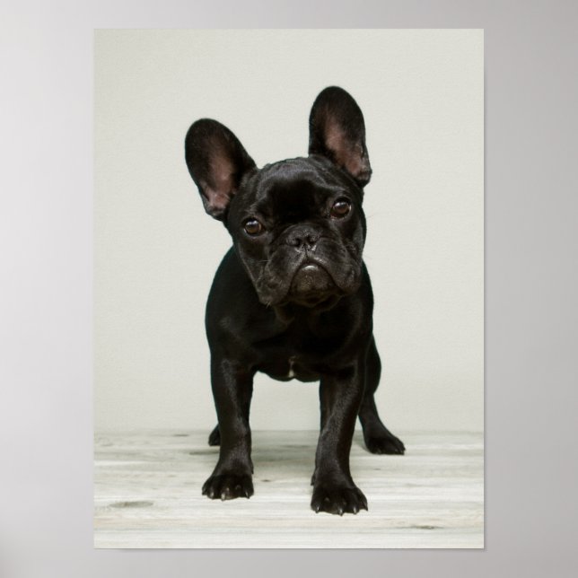 Niedlicher Bulldog-Welpe Poster (Vorne)