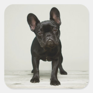 Niedlicher Bulldog-Welpe Quadratischer Aufkleber
