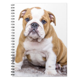 Niedlicher Bulldog-Welpe sitzend Notizblock