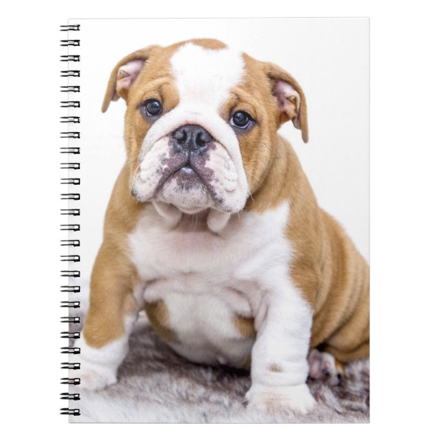 Niedlicher Bulldog-Welpe sitzend Notizblock (Vorderseite)