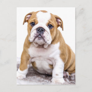 Niedlicher Bulldog-Welpe sitzend Postkarte
