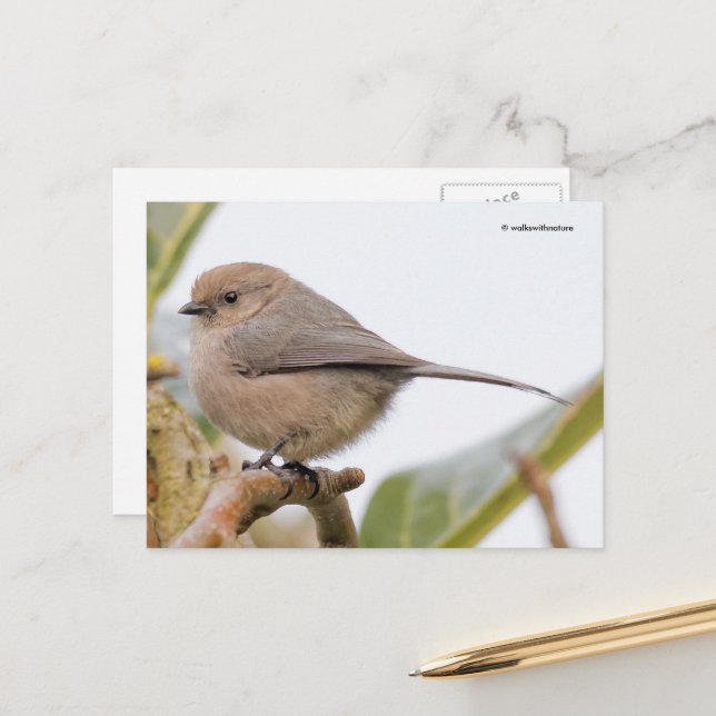 Niedlicher Bushtit Songbird auf der Birnbaum-Zweig Postkarte (Vorderseite/Rückseite Beispiel)