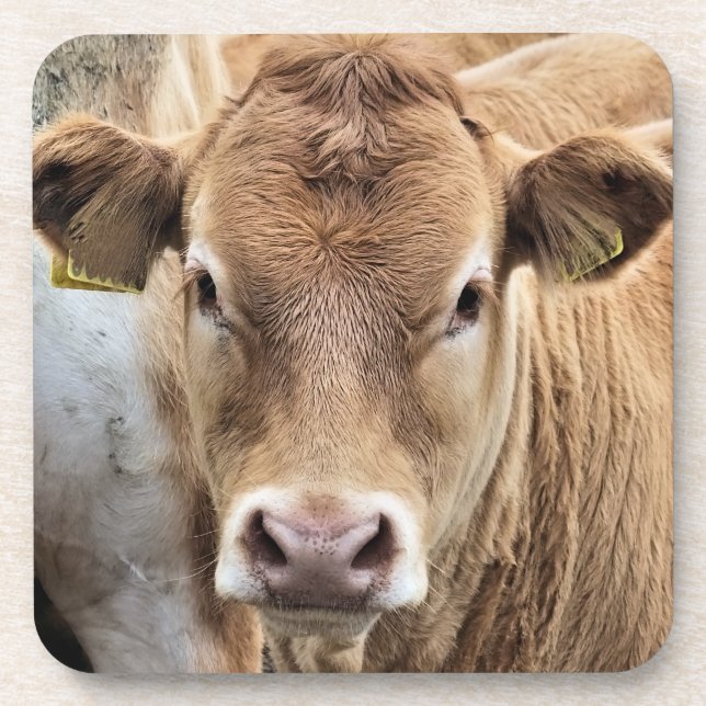 NIEDLICHER CALF GETRÄNKEUNTERSETZER (Vorderseite)