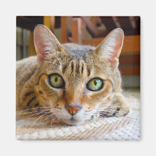 Niedlicher Cat-Magnet Magnet
