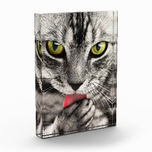 Niedlicher Cat Portrait Foto Block