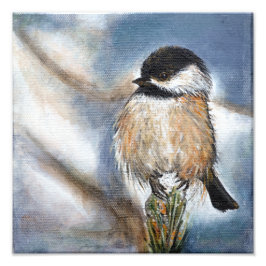 Niedlicher Chickadebird Adorable Black Capped Fotodruck