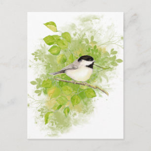 Niedlicher Chickadee Bird in Poplar Tree Postkarte