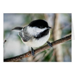 Niedlicher Chickadee im Winter