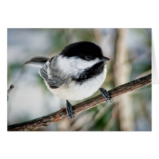 Niedlicher Chickadee im Winter (Vorderseite (Horizontal))