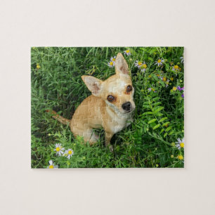 Niedlicher Chihuahua in der Gras-Wiese Puzzle