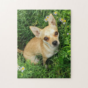 Niedlicher Chihuahua in der Gras-Wiese Puzzle