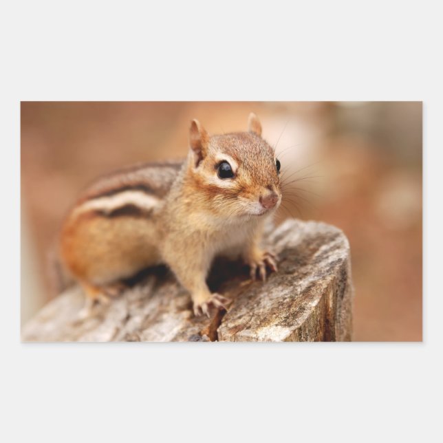 Niedlicher Chipmunk Gewartet Rechteckiger Aufkleber (Vorderseite)