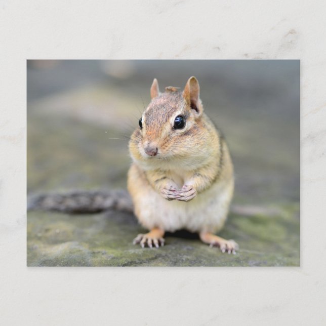 Niedlicher Chipmunk mit Bug Friend Postkarte (Vorderseite)