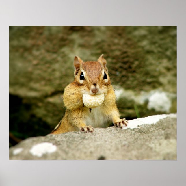 Niedlicher Chipmunk mit großer Leckerei Poster (Vorne)