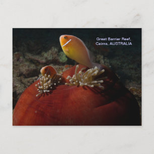 Niedlicher Clownfisch Great Barrier Reef Korallens Postkarte