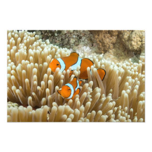 Niedlicher Clownfisch im Great Barrier Reef Fotodruck