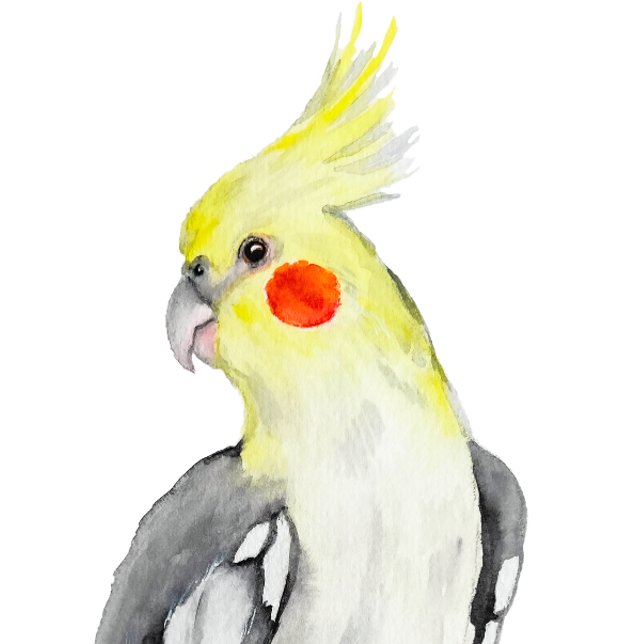 Niedlicher Cockatiel-Aquarellpapagei. Aufkleber (Von Creator hochgeladen)