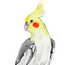 Niedlicher Cockatiel-Aquarellpapagei.
