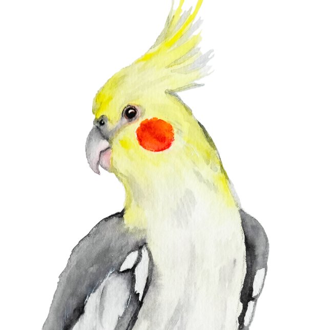 Niedlicher Cockatiel Aquarellpapagei. Ornament (Von Creator hochgeladen)
