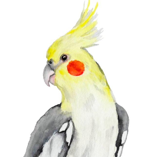 Niedlicher Cockatiel-Aquarellpapagei. Quadratischer Aufkleber (Von Creator hochgeladen)