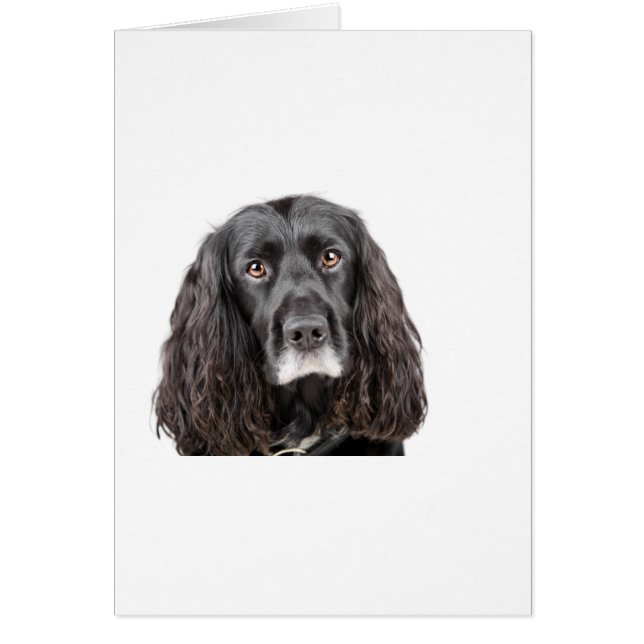 Niedlicher Cockerspaniel (Vorne)