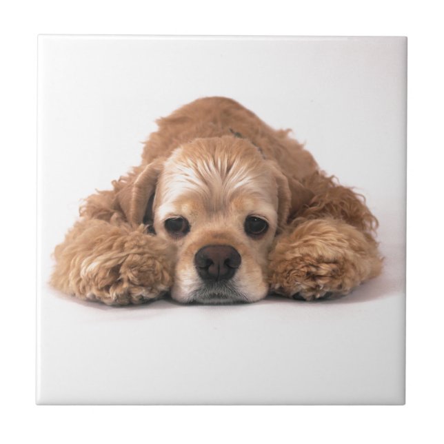Niedlicher Cockerspaniel Fliese (Vorderseite)