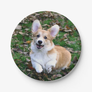 Niedlicher Corgi-Hund springend Pappteller
