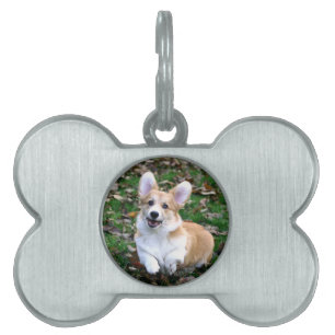 Niedlicher Corgi-Hund springend Tiermarke