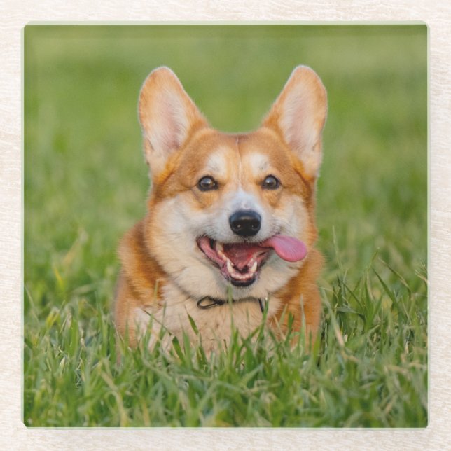 Niedlicher Corgi im Gras Glasuntersetzer (Vorderseite)