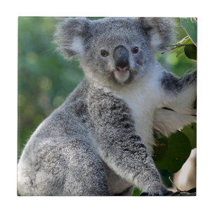 Niedlicher cuddly australischer Koala Fliese