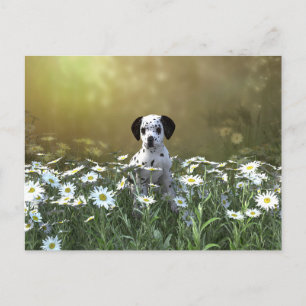 Niedlicher Dalmatiner Welpe in Daisies Postkarte