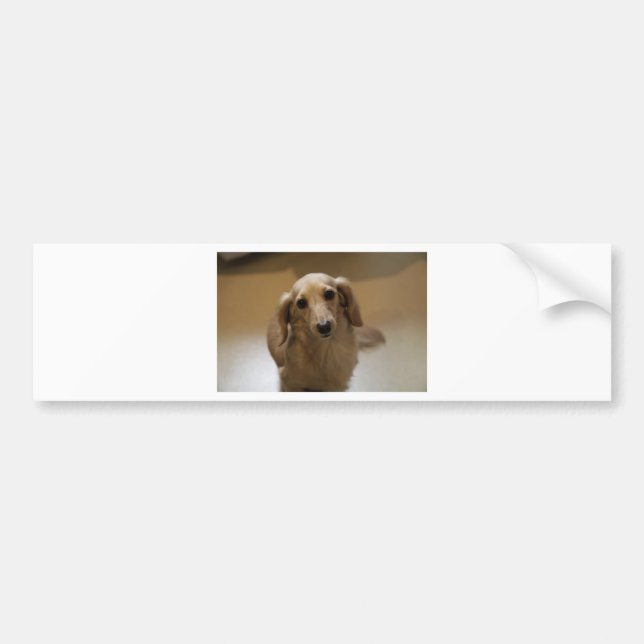 Niedlicher Datschund Autoaufkleber (Vorne)