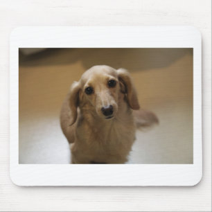 Niedlicher Datschund Mousepad