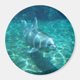 Niedlicher Delphin Magnet