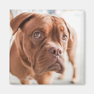 Niedlicher Dog-Magnet 11 Magnet