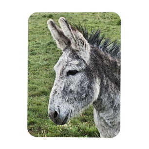 NIEDLICHER DONKEY MAGNET