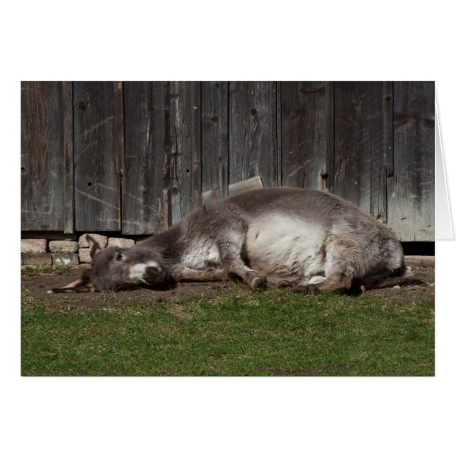 Niedlicher Donkey nach einem Sandbad (Vorderseite (Horizontal))