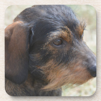 Niedlicher Draht behaartes Dashchund Untersetzer