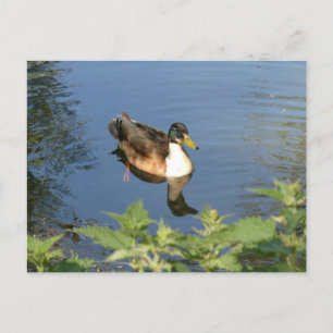Niedlicher Duck DIY Postkarte
