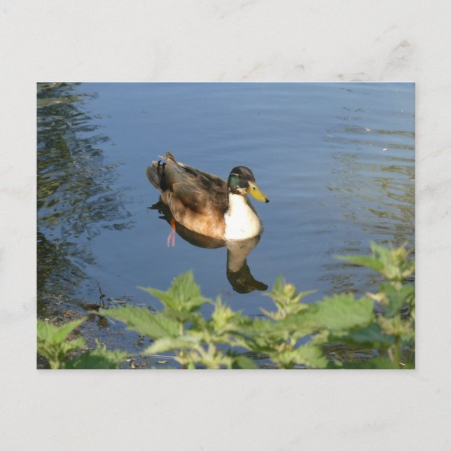 Niedlicher Duck DIY Postkarte (Vorderseite)