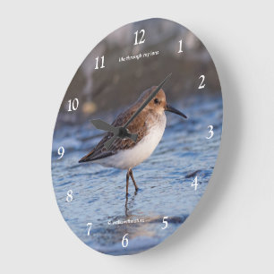 Niedlicher Dunlin Shorebird beim Wandern durch den Große Wanduhr