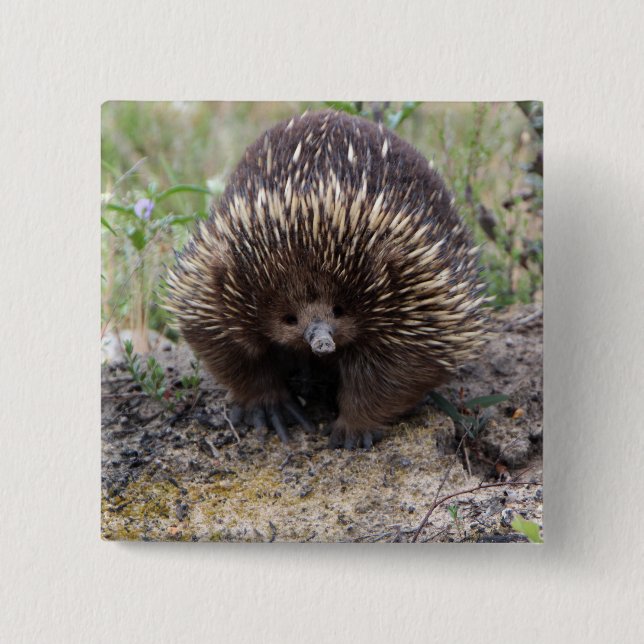 Niedlicher Echidna von Australien Button (Vorderseite)
