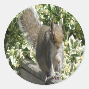 Niedlicher Eichhörnchenaufkleber Runder Aufkleber