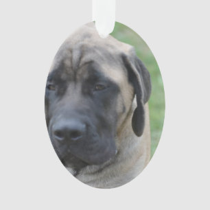 Niedlicher englischer Mastiff Ornament