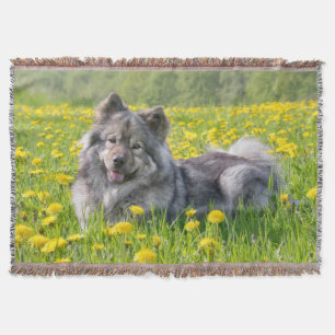 Niedlicher Eurasier-Hund auf einer Wiese mit Lüste Decke