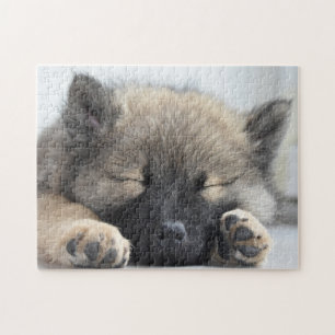Niedlicher Eurasier-Welpe Puzzle
