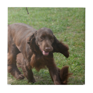 Niedlicher FeldSpaniel Fliese