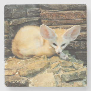 Niedlicher fennec Fuchs Steinuntersetzer